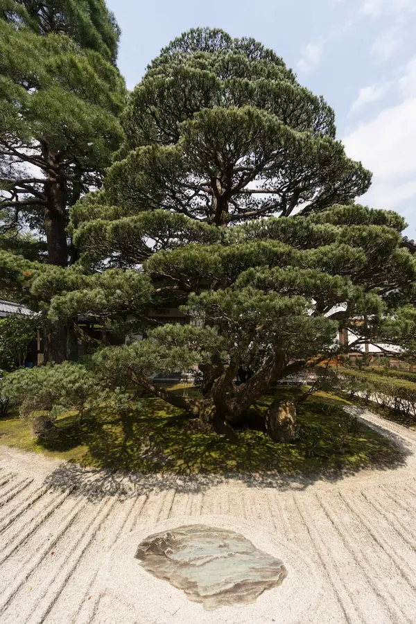 Tree near Kuri